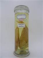 藏品(花笛鯛)的圖片